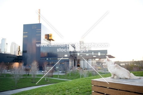 wheaten Scottish Terrier puppy sitting in front of city skyline at sunset