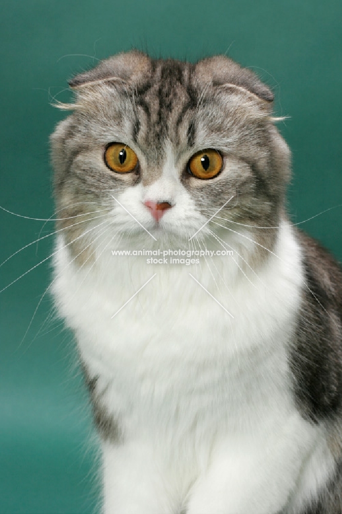 Silver Classic Tabby & White Scottish Fold Longhair, head study
