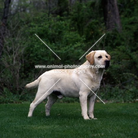 eng/am sh ch receiver of cranspire, famous yellow   labrador