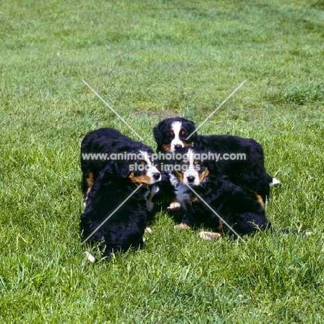 four bernese mountain dog puppies