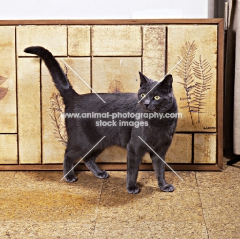 russian blue cat