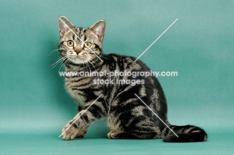 Animal Photography Brown Classic Tabby American Shorthair Green