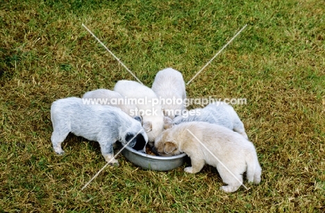 six puppies eating from the same dish