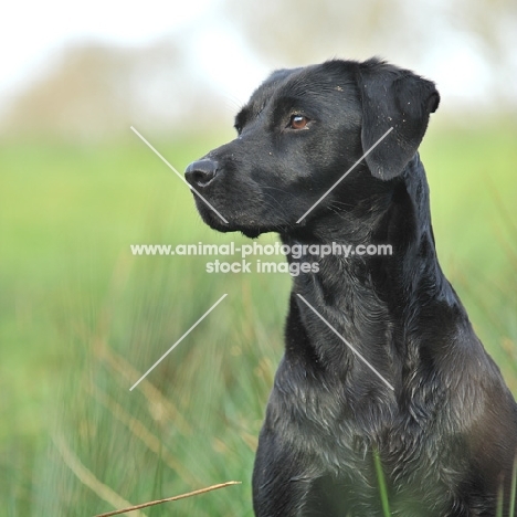 black labrador bitch sat on a peg on a shoot. head and shoulders only