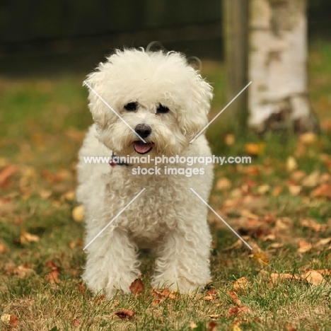 Bichon Frise in autumn