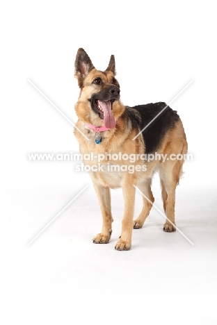 German Shepherd Dog standing on white background