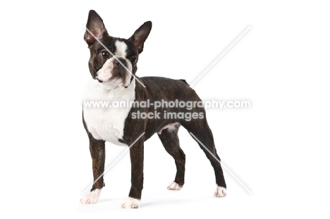 Boston Terrier on white background