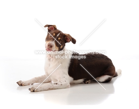 Cross bred Dog lying on white background