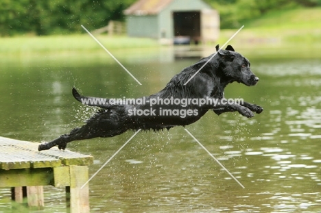 black Labrador Retriever jumping into water