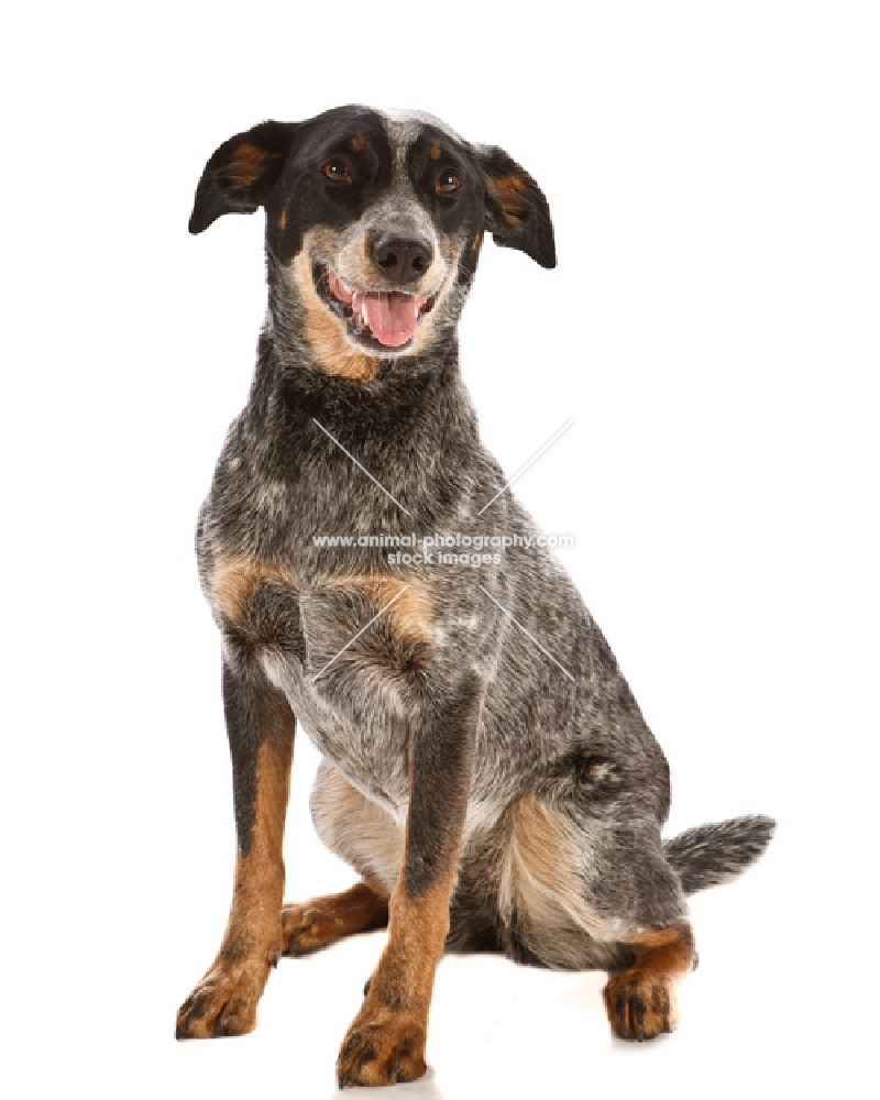 Blue Heeler cross