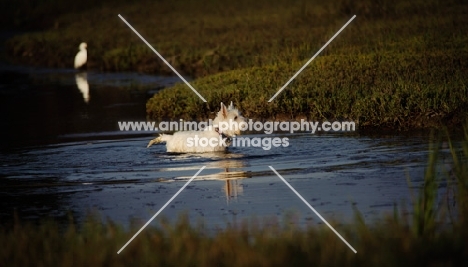 West Highland White Terrier in water