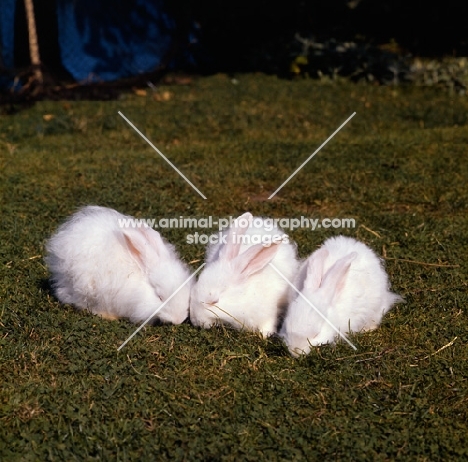 three fluffy white rabbits