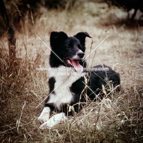 border collie lying on the ground