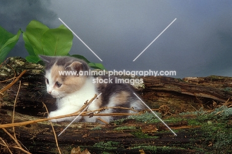 kitten amongst branches