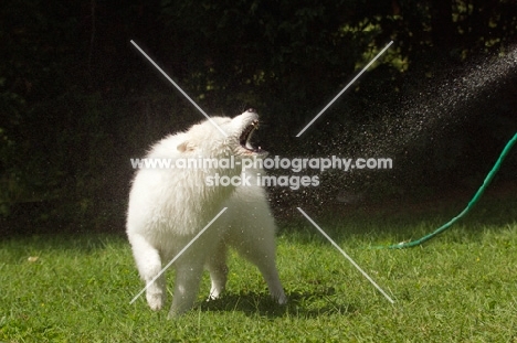 Samoyed turning to face water