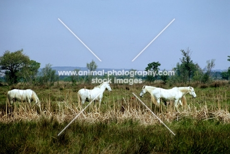 four camargue ponies