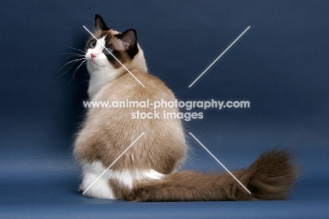 Seal Point Bi-Color Ragdoll, back view, on blue background