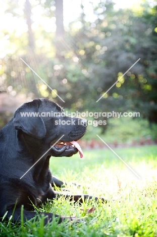 black english labrador in profile