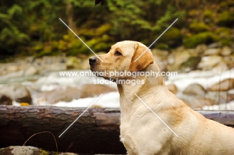 cream Labrador Retriever in profile