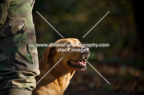 yellow labrador looking up at owner