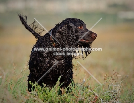 wet American Water Spaniel