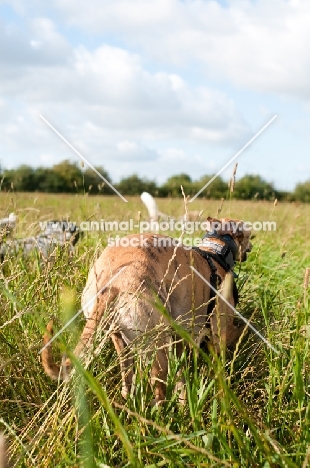 Whippet about to take a sprint