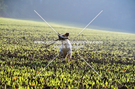 Jack Russell retrieving