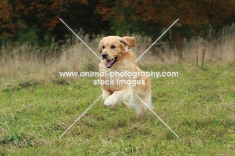 Golden Retriever running