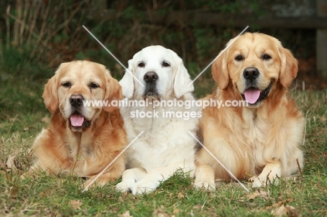 three Golden Retrievers lying in row