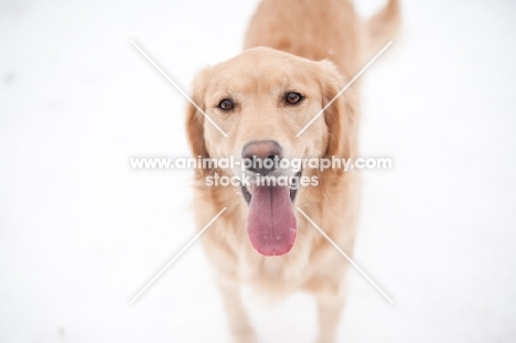 Golden Retriever standing on snow, smiling.