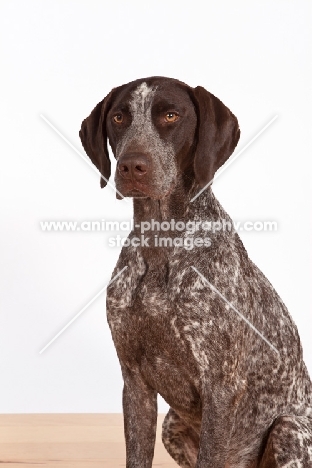 liver and white German Shorthaired Pointer standing on wooden floor