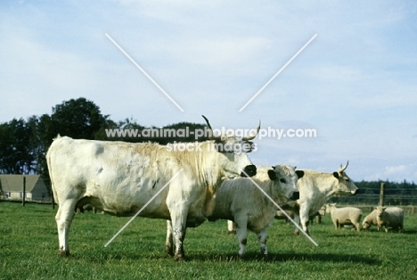 white galloway cattle in scotland