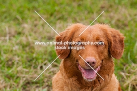 cheerful Nova Scotia Duck Tolling Retriever 