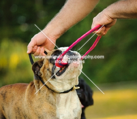 Bulldog pulling at ring