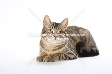 tabby cat on white background