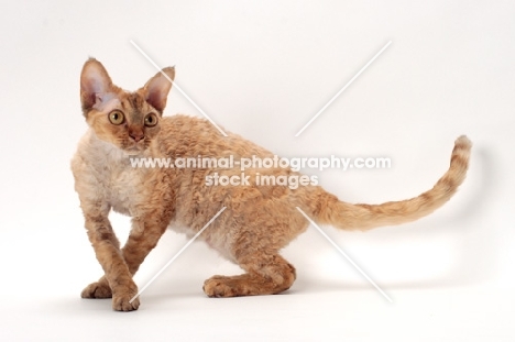 Devon Rex turning in Studio, chocolate mackerel torbie colour