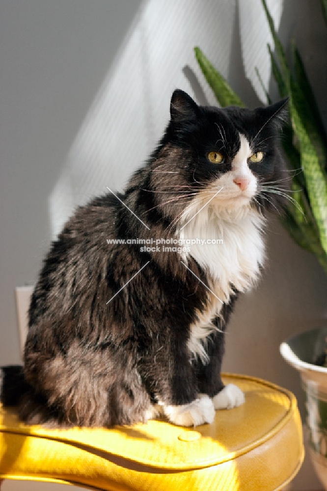 Black and white cat sitting on yellow stool