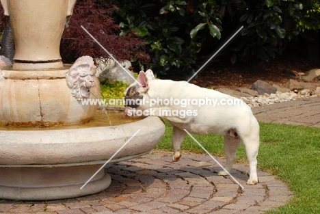 french bulldog drinking from garden well