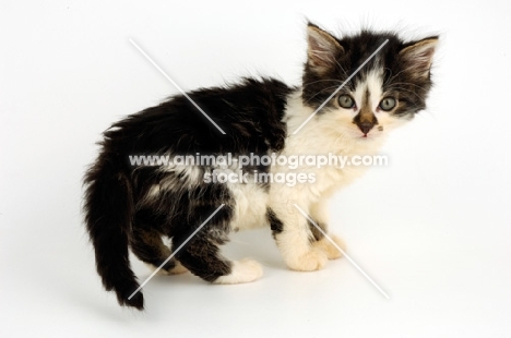 black and whiten Household kitten looking at camera