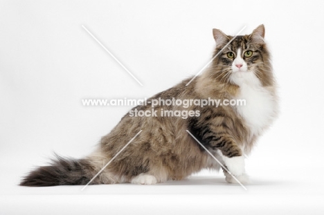 Brown Mackerel Tabby & White Norwegian Forest Cat on white background, posing