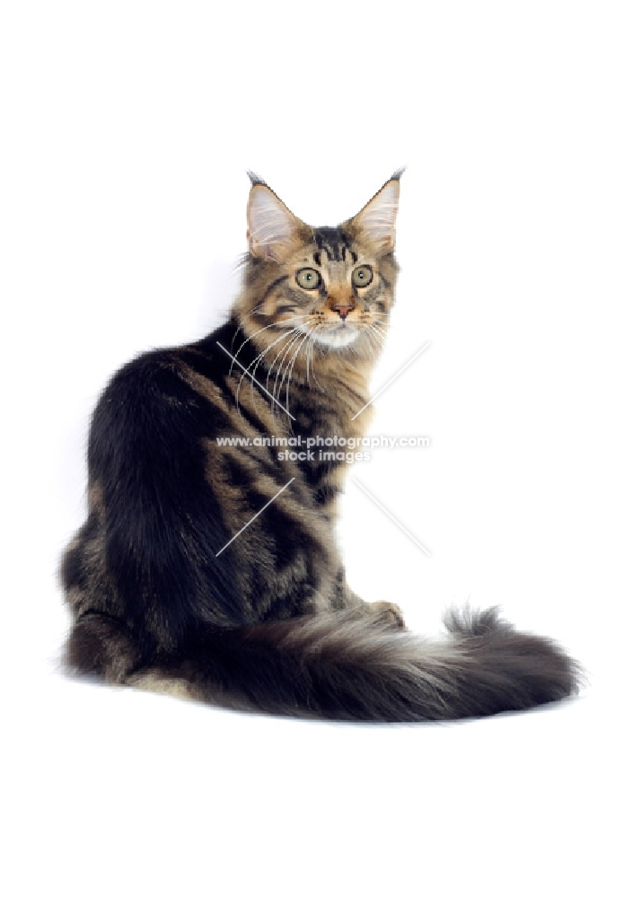 brown classic tabby Maine Coon cat, back view