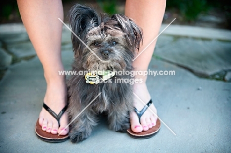 terrier mix sitting between owner's feet