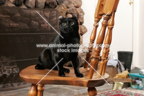 American Curl on chair