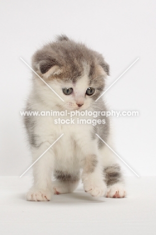 Blue Classic Tabby & White Scottish Fold kitten