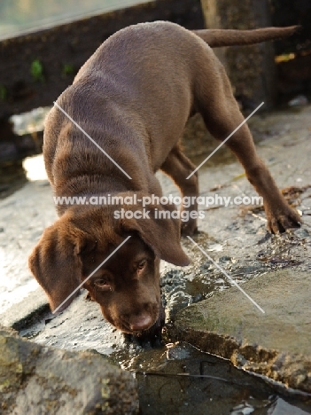 chocolate Labrador puppy discovering