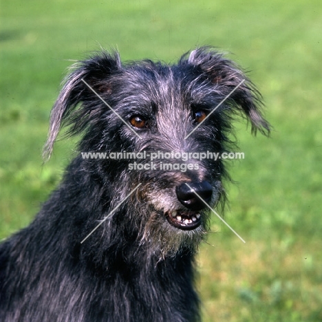 fern, portrait of grey lurcher with beautiful eyes