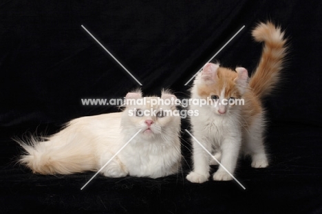 American Curl cat and kitten in studio