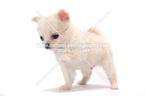 smooth coated Chihuahua puppy on white background, one leg up