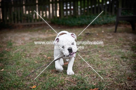 english bulldog puppy playing with stick in mouth