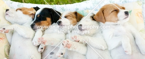 jack russell terriers